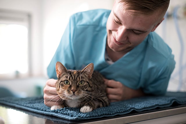 Manlig veterinär klappar på en katt.