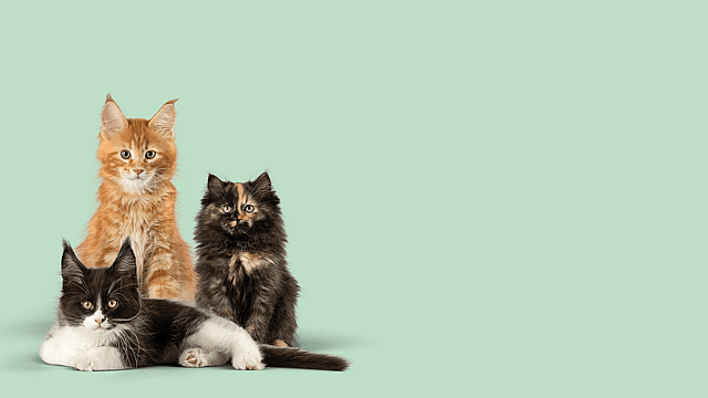 En grupp katter som sitter tillsammans.