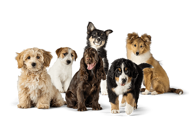Sex valpar kollar mot kameran. En cockerpoo, en cocker spaniel, en bernen sennenhund, en jack russell terrier, en finsk lapphund och en shetland sheepdog.