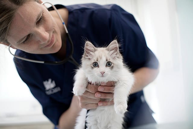 Sköterska håller i en katt.