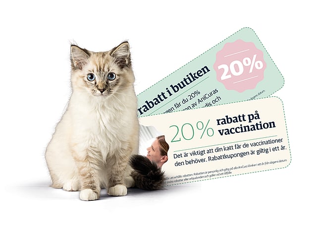 En katt som sitter bredvid ett par biljetter.