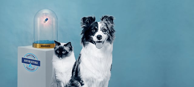 En hund och en katt står framför en pelare som uppmanar att hantera antibiotika varsamt.