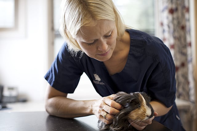 En blond kvinnlig veterinär iklädd blåa vårdkläder undersöker en svartbrun marsvin.