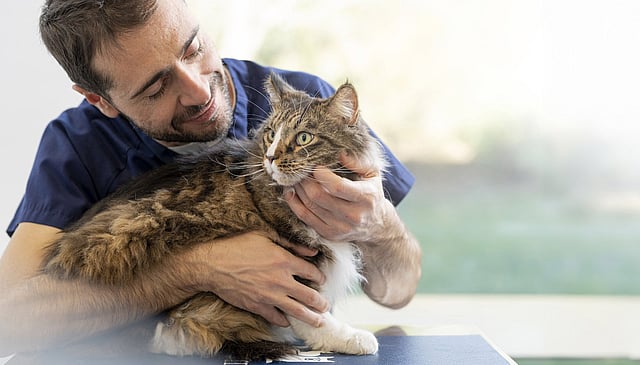En person som håller i en katt.