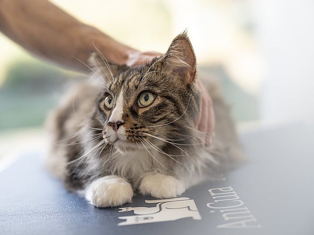En grårandig katt med stora gröna ögon ligger ner och kollar åt höger.