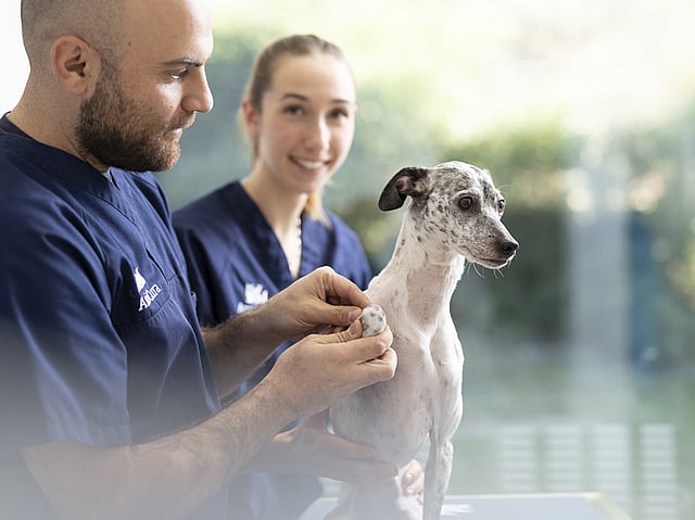 Två veterinärer, en man och en kvinna tar hand om en hund.
