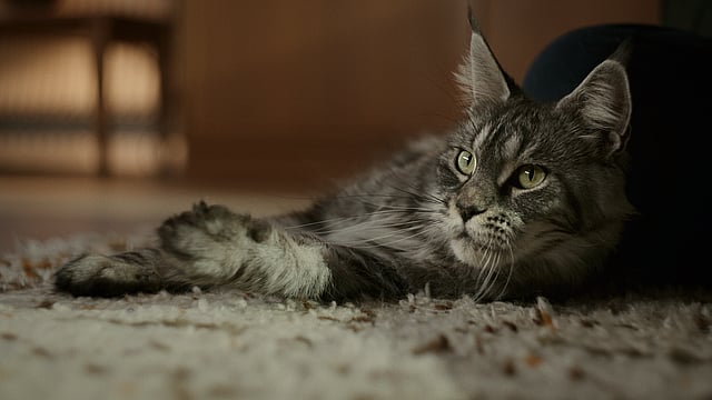 Grå katt ligger på golvet.