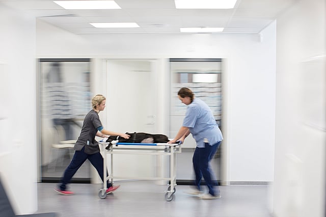 En svart hund ligger på en undersökningsvagn i ett djursjukhus. Vagnen är i rörelse och rullas vidare av två kvinnliga veterinärer.