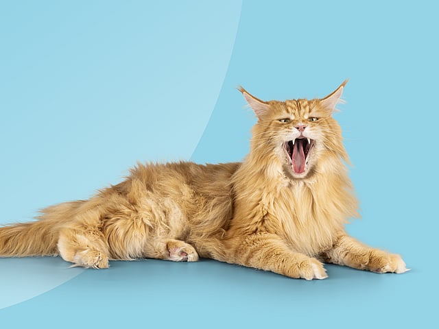 En katt med öppen mun.