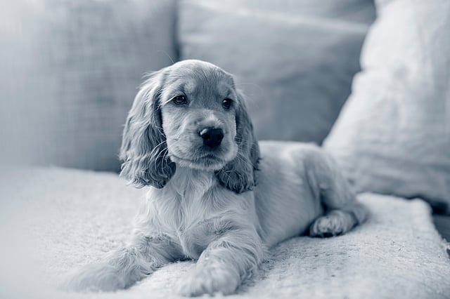 Ljushårig cocker spaniel ligger på en soffa och tittar åt höger. Bilden är i svartvitt.