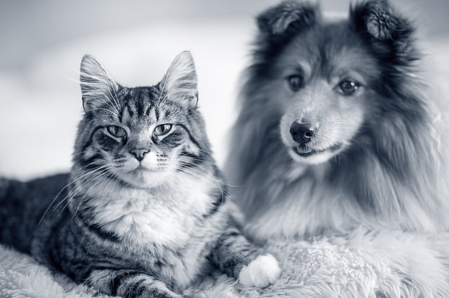 En katt och en hund står bredvid varandra och kollar in mot kameran.