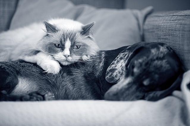 En svart hund och en brunmelerad katt med vita detaljer står framför en vit bakgrund.