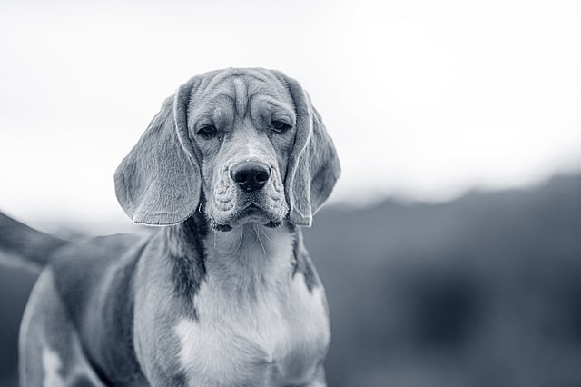 En närbild i svartvitt av en beagle med hängande öron som ser lugn och eftertänksam ut mot en suddig bakgrund i naturen.