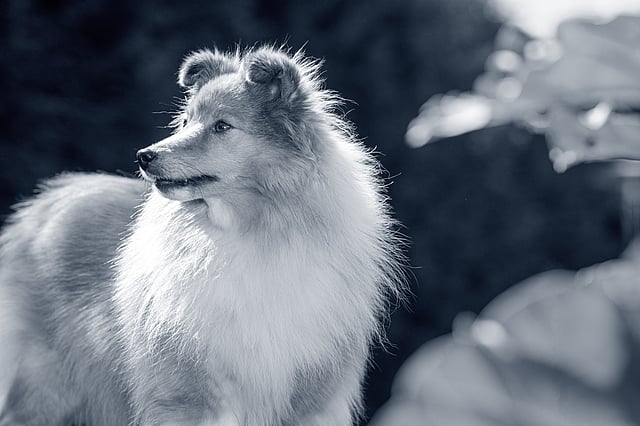 Shetland Sheepdog står ute i naturen.