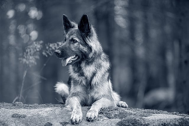 Tysk schäferhund ligger ner utomhus och kollar åt vänster.