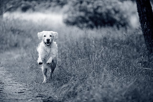 Ljushårig golden retriever springer ute i naturen.